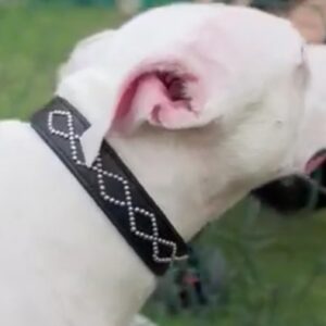 stylish motif arrangement dog collar